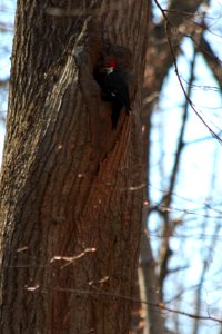 Pileated woodpecker photo