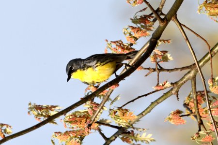 Kirtland's Warbler in Michigan