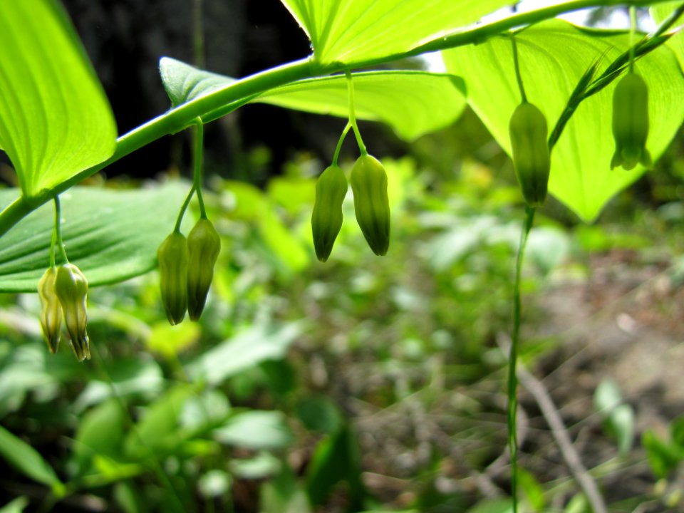 Smooth Solomon's Seal  at Huron National Wildlife Refuge