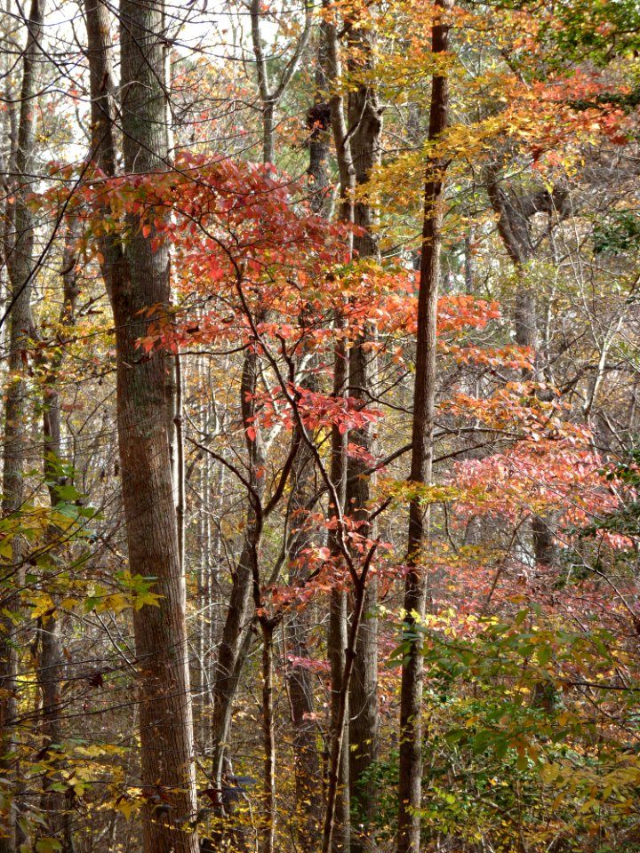 Flowering dogwood in autumn