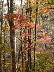 Flowering dogwood in autumn