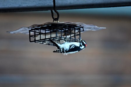 Downy woodpecker eating suet photo