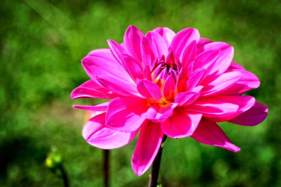 Blossom bloom flowers
