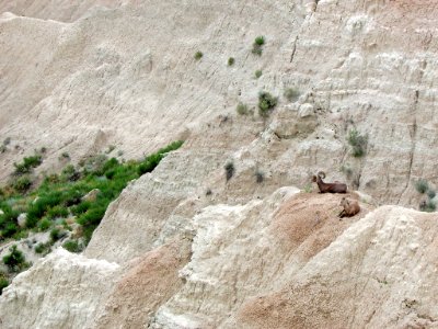 Sheep at Badlands NP in SD photo