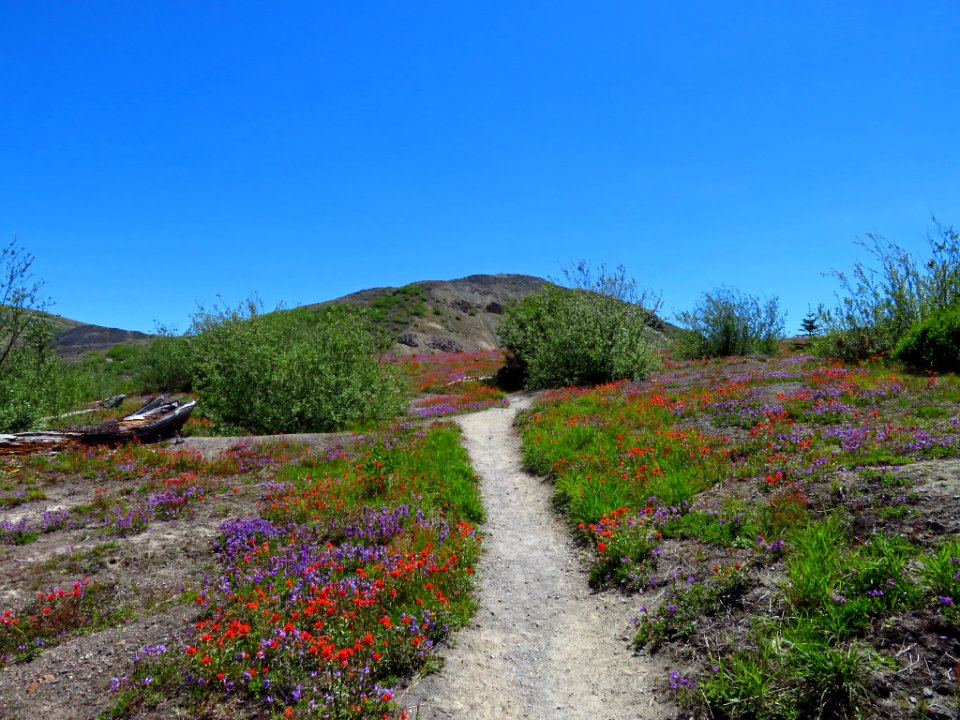Wildflowers at Mt. St. Helens NM in WA
