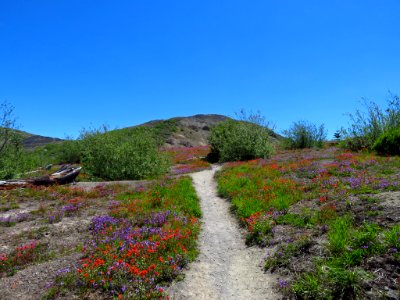 Wildflowers at Mt. St. Helens NM in WA
