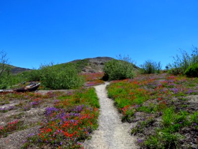 Wildflowers at Mt. St. Helens NM in WA photo