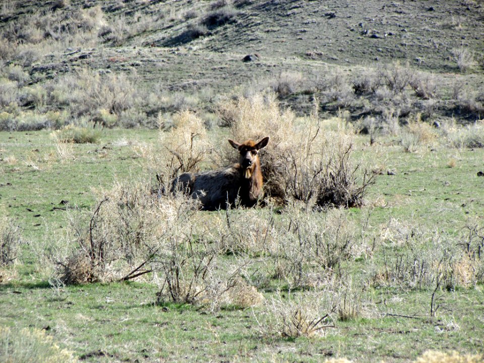 Yellowstone NP in WY