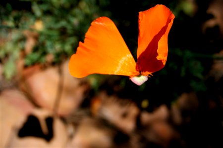 Torn Poppy