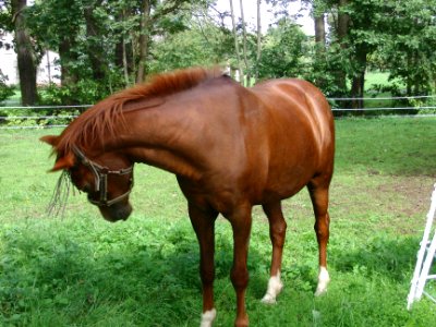 Pferd photo