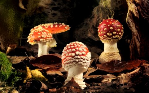 Fungi Evolution