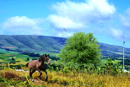 Vegetation serra mountains