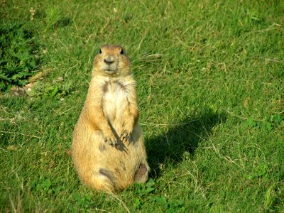Prairie Dogs at Devils Tower NM in WY