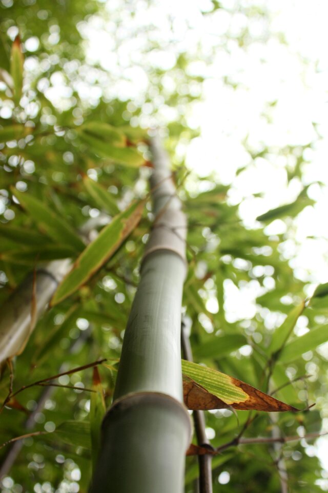 Nature leaf landscape