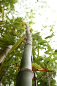 Nature leaf landscape