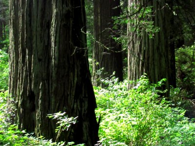 Redwoods in California