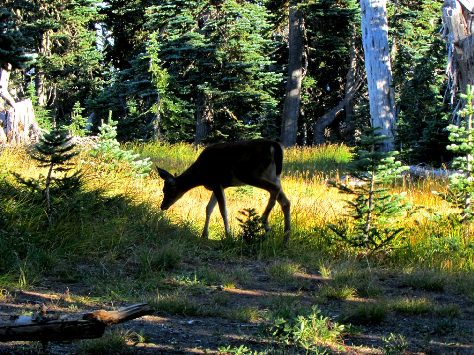 Deer at Hurricane Ridge at Olympic NP in WA