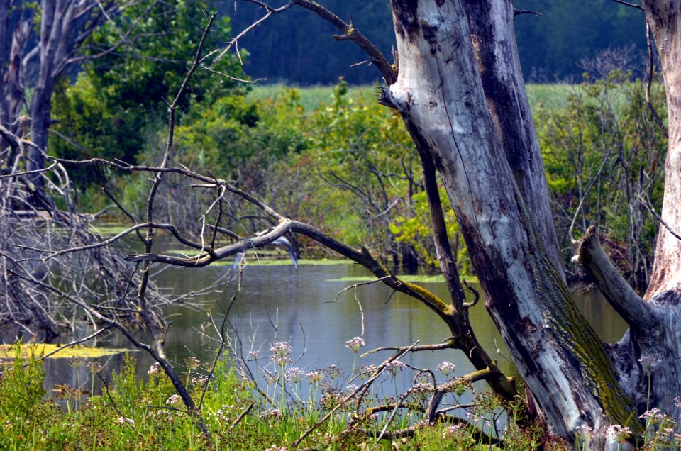 Brancheau Unit Wetland photo