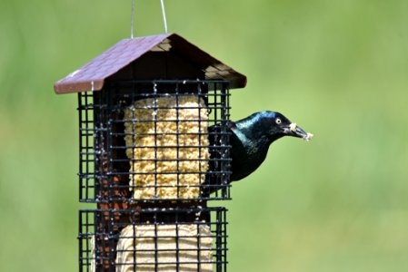 Common grackle