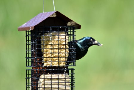 Common grackle photo