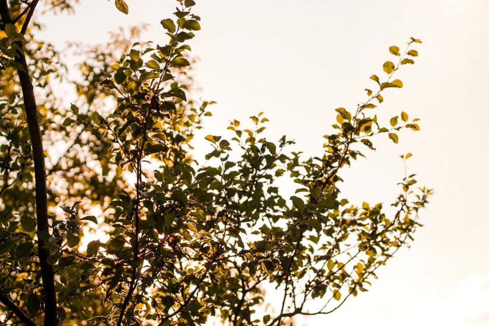 Branches forest woods