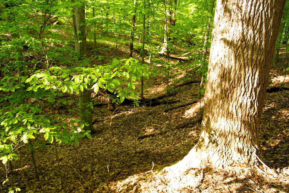 Tuliptree in a Mesic Mixed Hardwood Forest