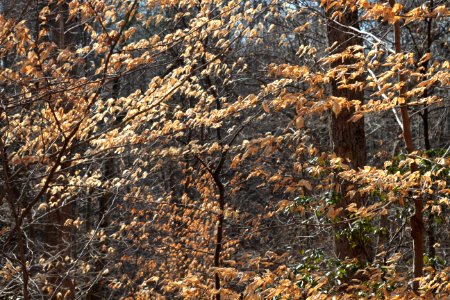 American beech leaves