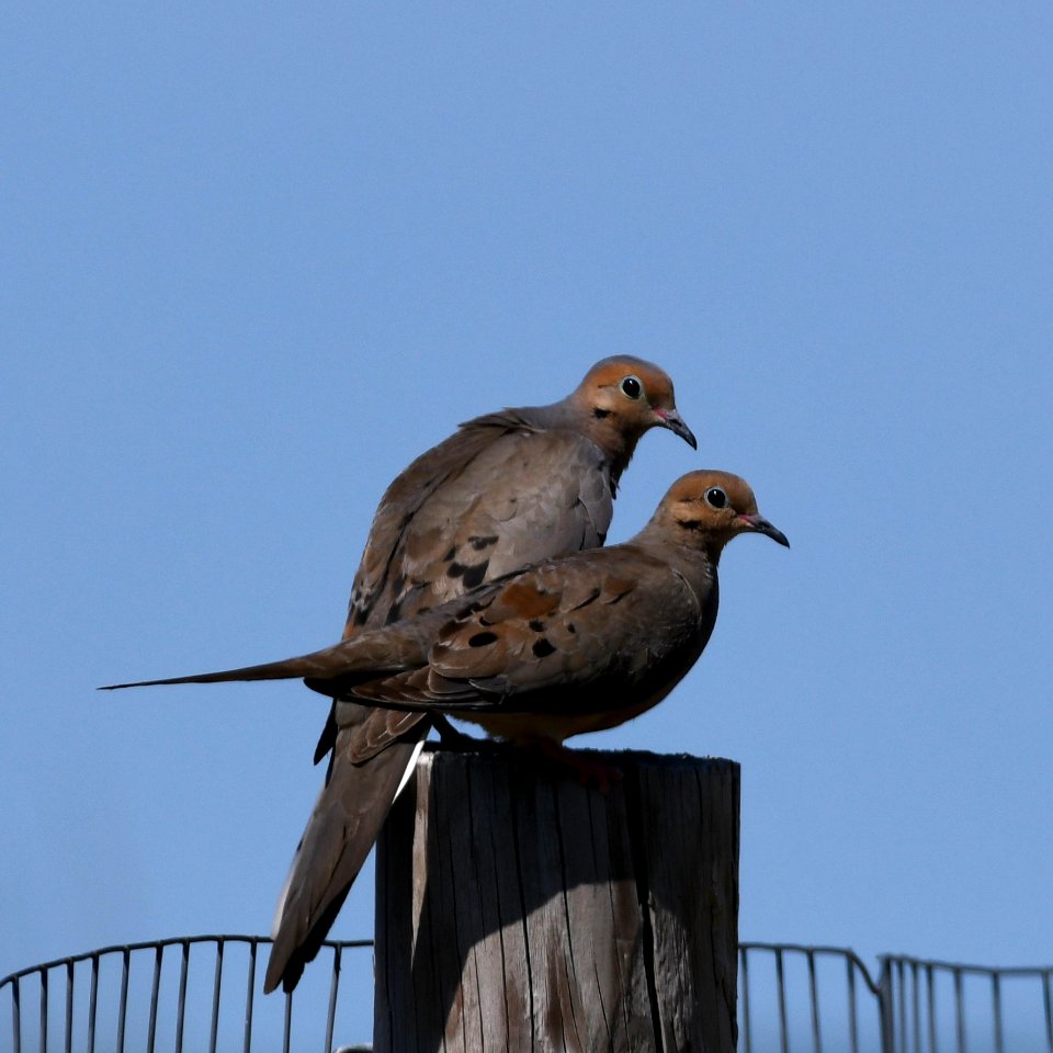 Morning Doves photo