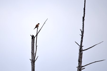 American kestrel photo