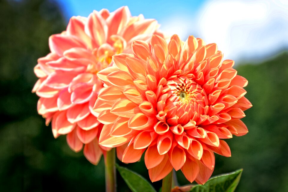 Blossom bloom flowers