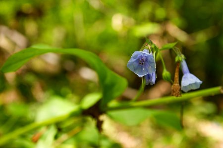 Floodplain survivor—Virginia bluebells