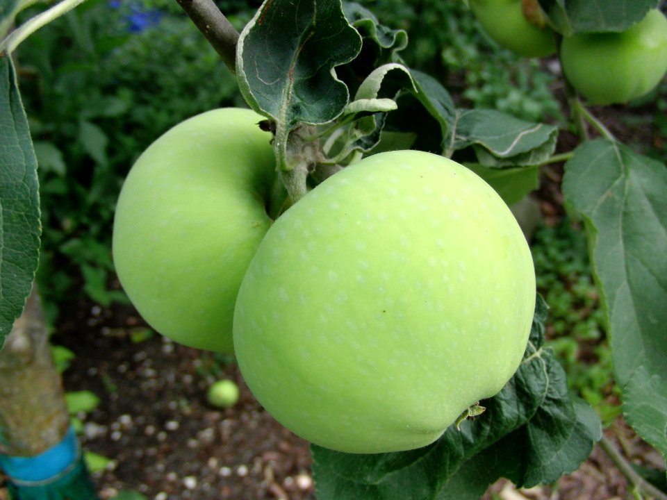 Apfel