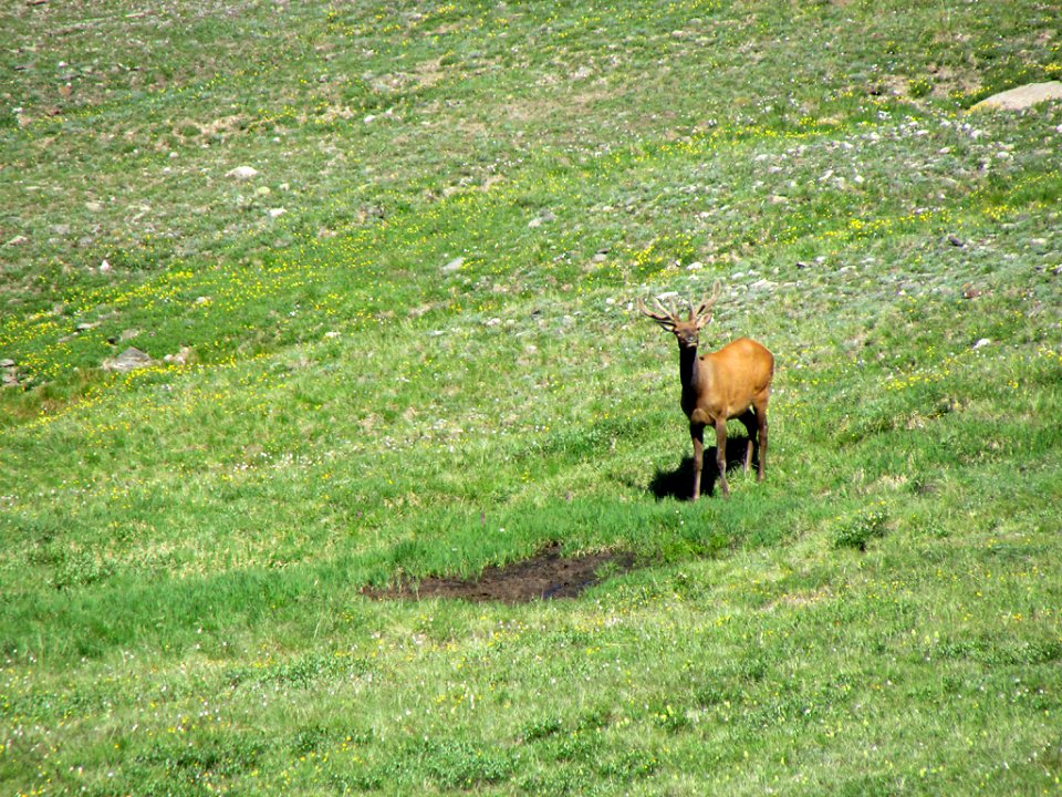 Deer at Rocky Mountain NP in CO