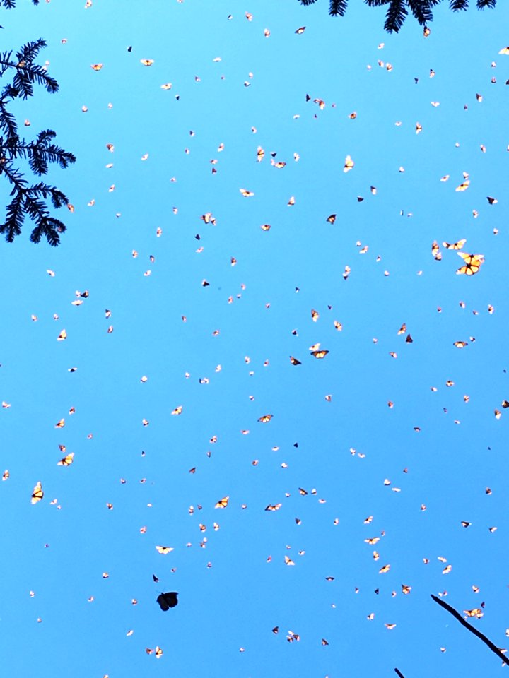 Monarch butterflies in flight in Mexico