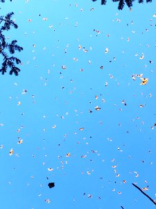 Monarch butterflies in flight in Mexico