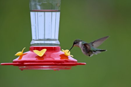 Ruby-throated hummingbird photo