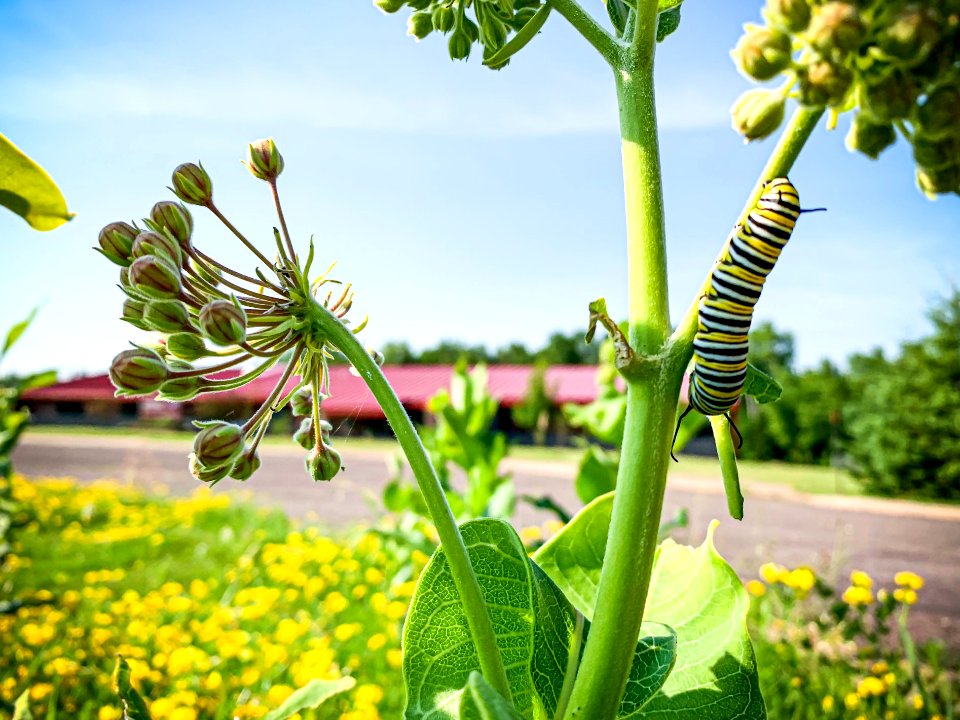 Monarch caterpillar in front of hatchery building