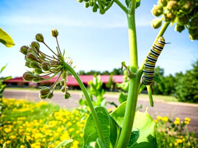 Monarch caterpillar in front of hatchery building