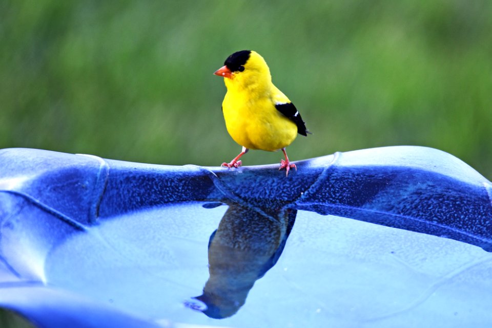 American goldfinch photo