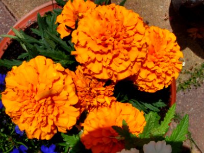 Blume