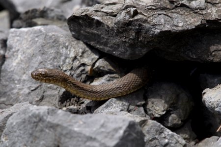 Northern Water Snake