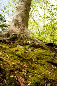 Forest floor of Oak - Beech Heath Forest
