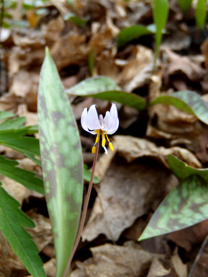 Dwarf trout lily during survey: April 14, 2010.