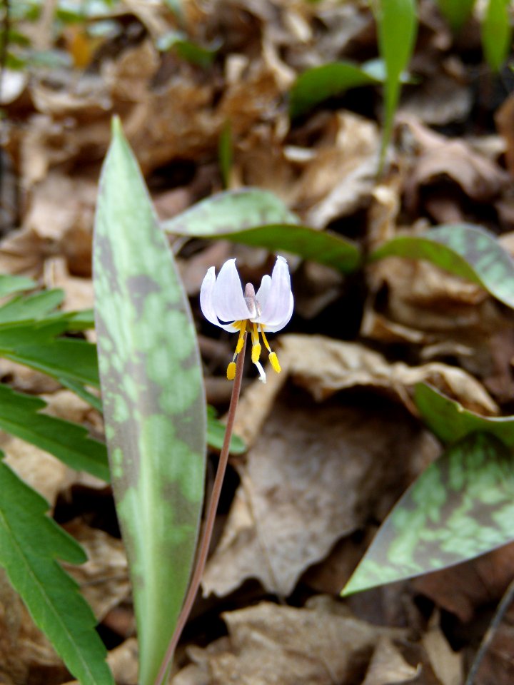 Dwarf trout lily during survey: April 14, 2010. photo