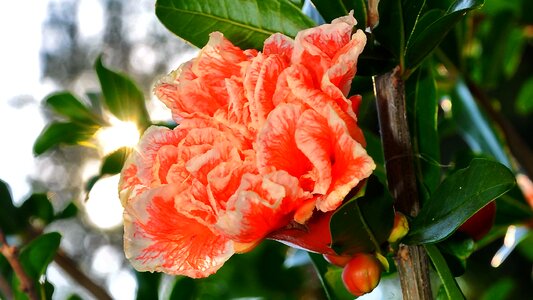 Shell apple bloom summer