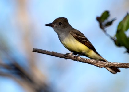 Great Crested Flycatcher photo