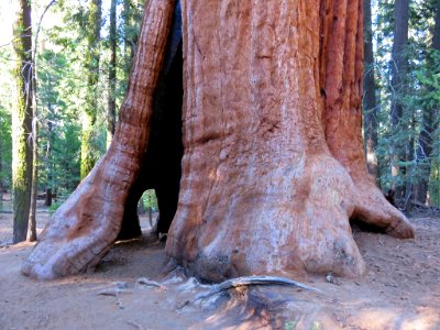 Sequoia National Forest in California