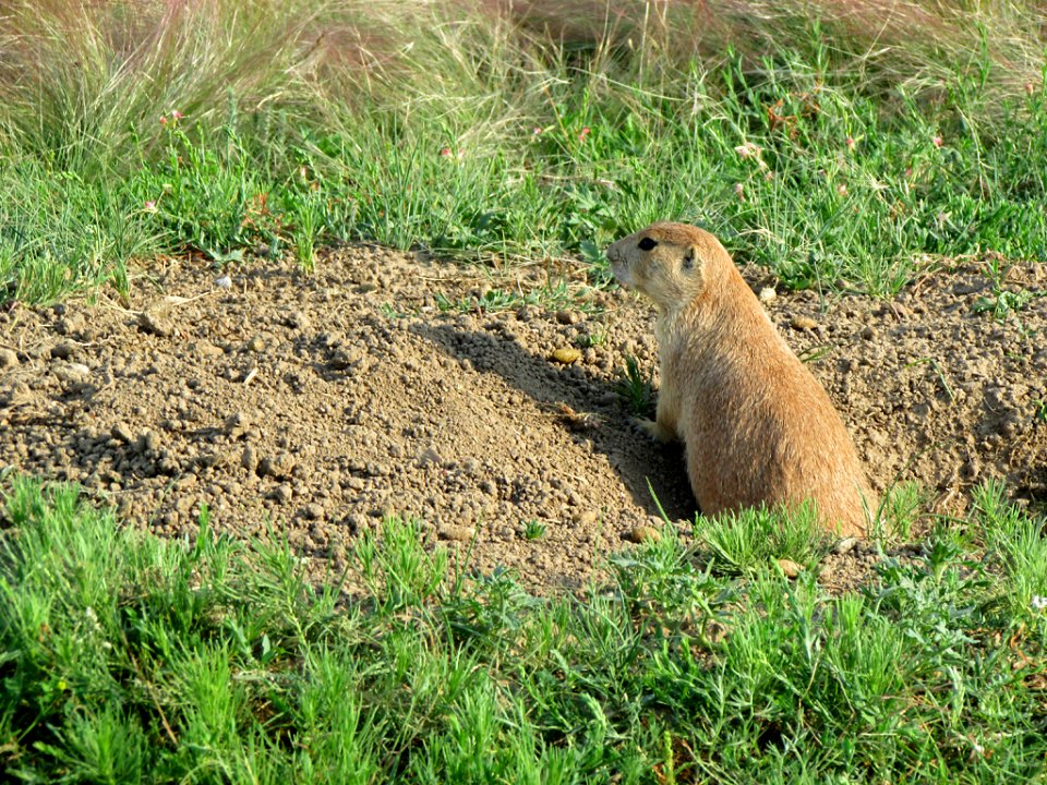 Prairie Dogs at Devils Tower NM in WY
