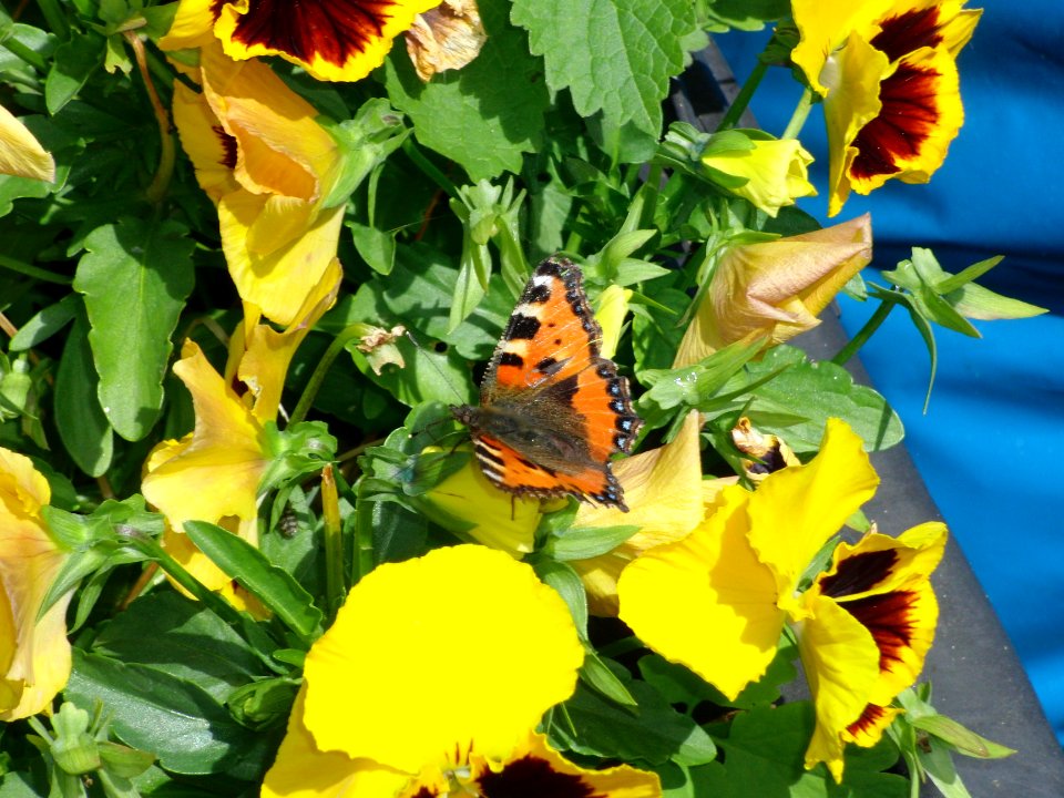 Schmetterling