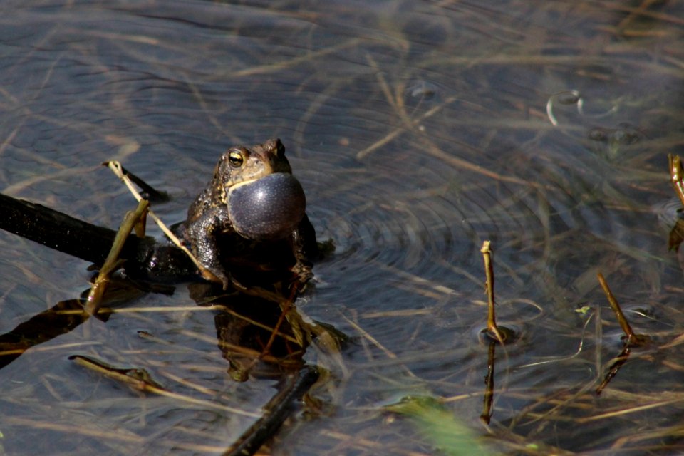 American Toad Calling